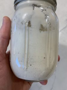 A jar of unfed starter